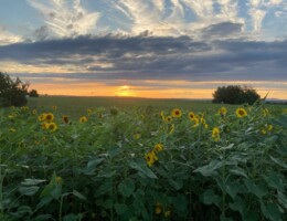 Der Blick auf ein Sonnenblumen-Feld bei Sonnenuntergang