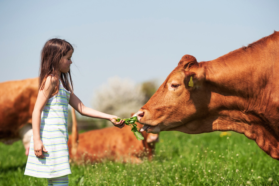 Ein kleines Mädchen gibt einer Kuh ein Büschel Gras.