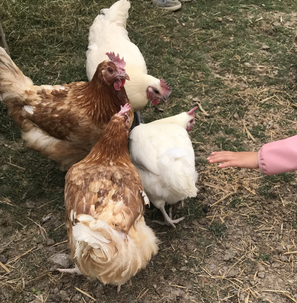 Die „Rent a Huhn“-Hühner